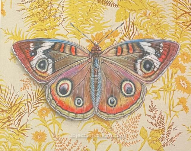 Buckeye Butterfly Note Card by EMILY UCHYTIL